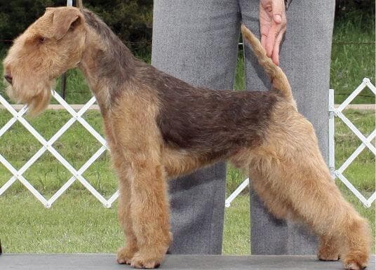 Many Colors of the Lakeland Terrier Dog Breed