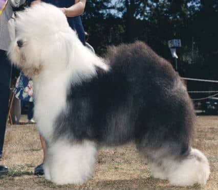 How to Judge the Old English Sheepdog Dog Breed