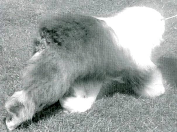 How to Judge the Old English Sheepdog Dog Breed