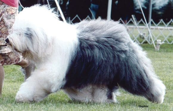 How to Judge the Old English Sheepdog Dog Breed
