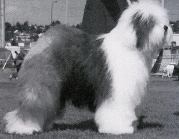 How to Judge the Old English Sheepdog Dog Breed