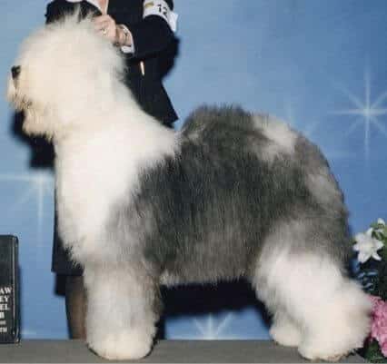 Old English Sheepdog Dog Breed Judging