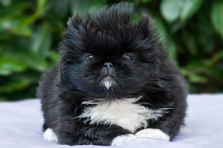 The Pekingese Examination, puppy pekingese