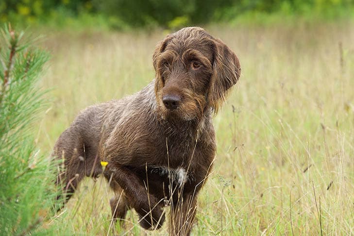 dog in the field