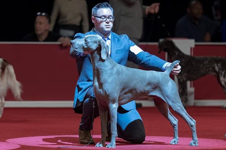 Dog Show Life