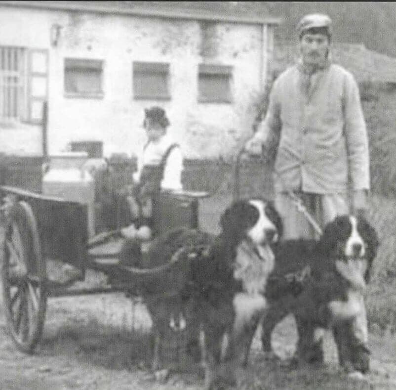 The History of the Bernese Mountain Dog
