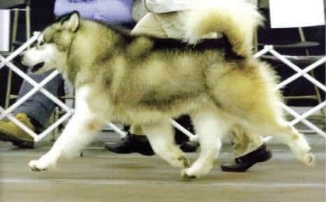 Alaskan Malamute Dog – Fit for His Environment & Function