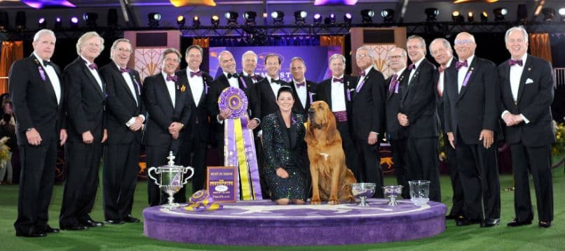 2022 WKC Best in Show - Bloodhound "Trumpet"