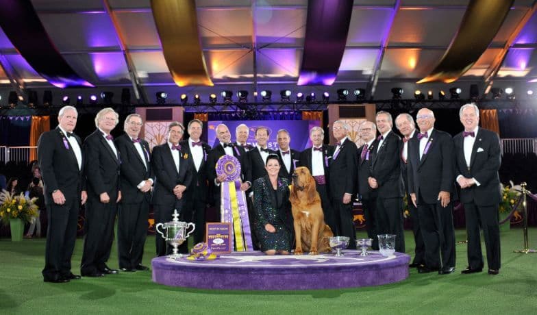 Westminster Kennel Club Dog Show 2022