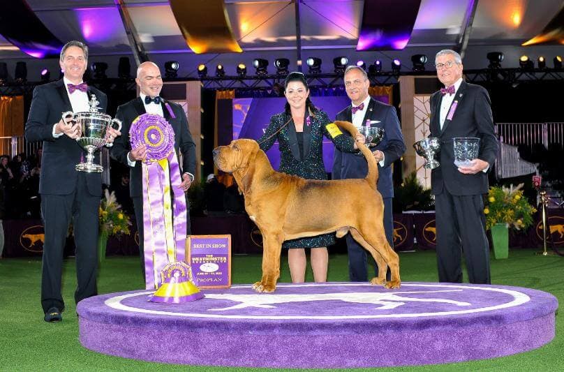 2022 WKC BEST IN SHOW - Bloodhound "Trumpet"