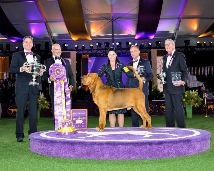 2022 Westminster Kennel Club Dog Show BIS Trumpet