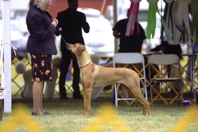 ADWERA Rhodesian Ridgebacks | Breeder/Owner Handler Deborah Ahern-Ridlon