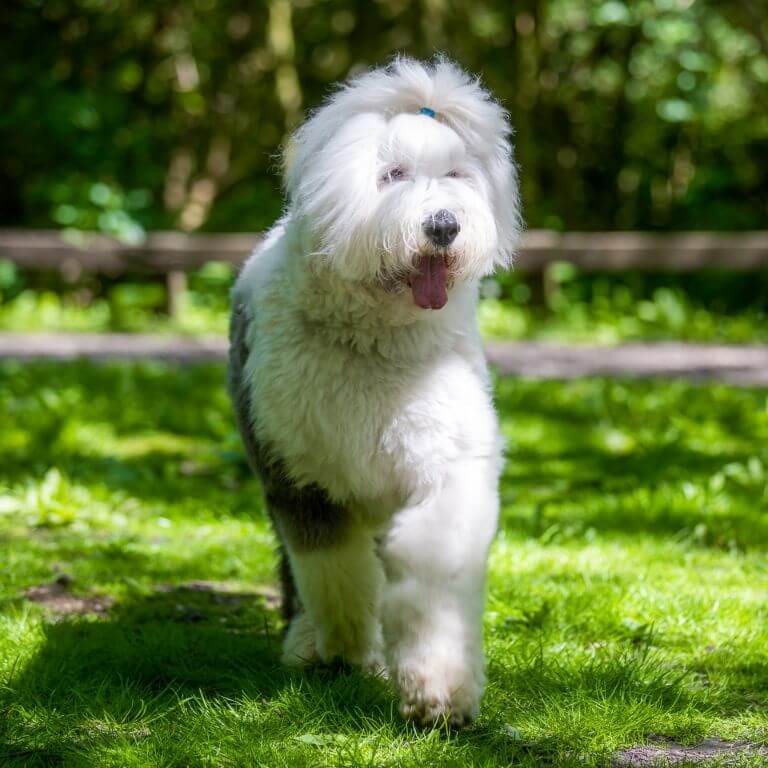 Old English Sheepdog Dog Breed Judging