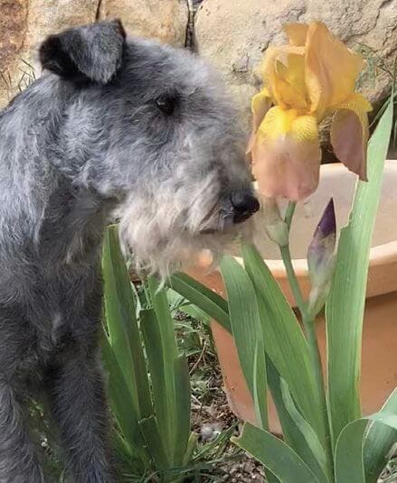 Lakeland Terrier Colors - Blue Bill Russell Raven with flowers