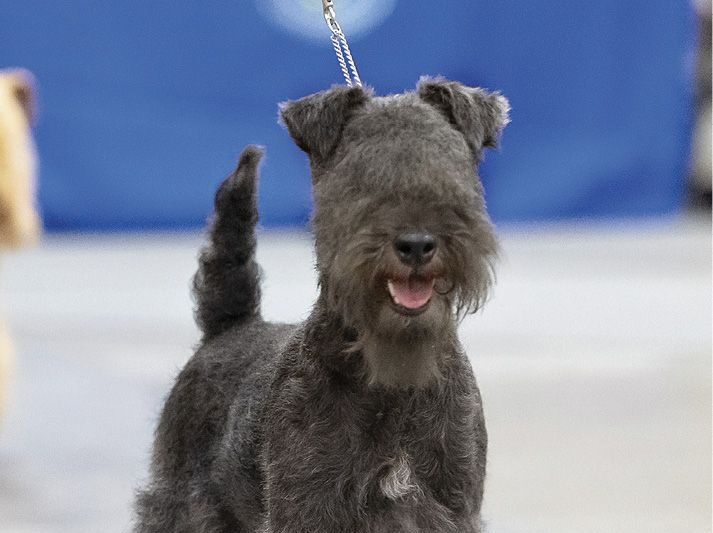 Eva Fekete was the breed judge of Lakeland terrier dogs