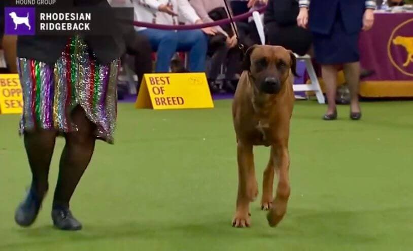 Teddy is competing for Best of Breed at Westminster Kennel Club Dog Show Feb, 2020.