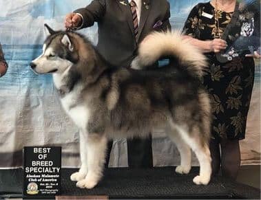 Alaskan Malamute Dog Side Photo