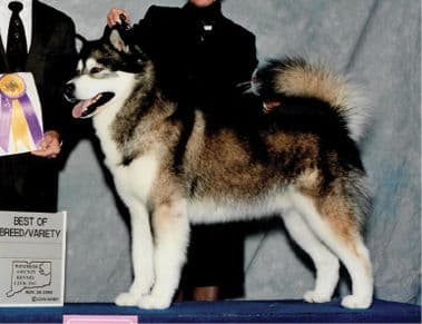 Alaskan Malamute Dog Side Photo