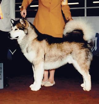 Alaskan Malamute Dog – Fit for His Environment & Function