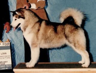 Alaskan Malamute Dog – Fit for His Environment & Function