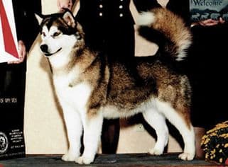 Alaskan Malamute Dog – Fit for His Environment & Function