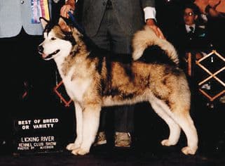 Alaskan Malamute Dog – Fit for His Environment & Function