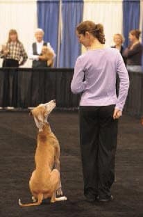 Azawakh dog Participating in a Freestyle competition