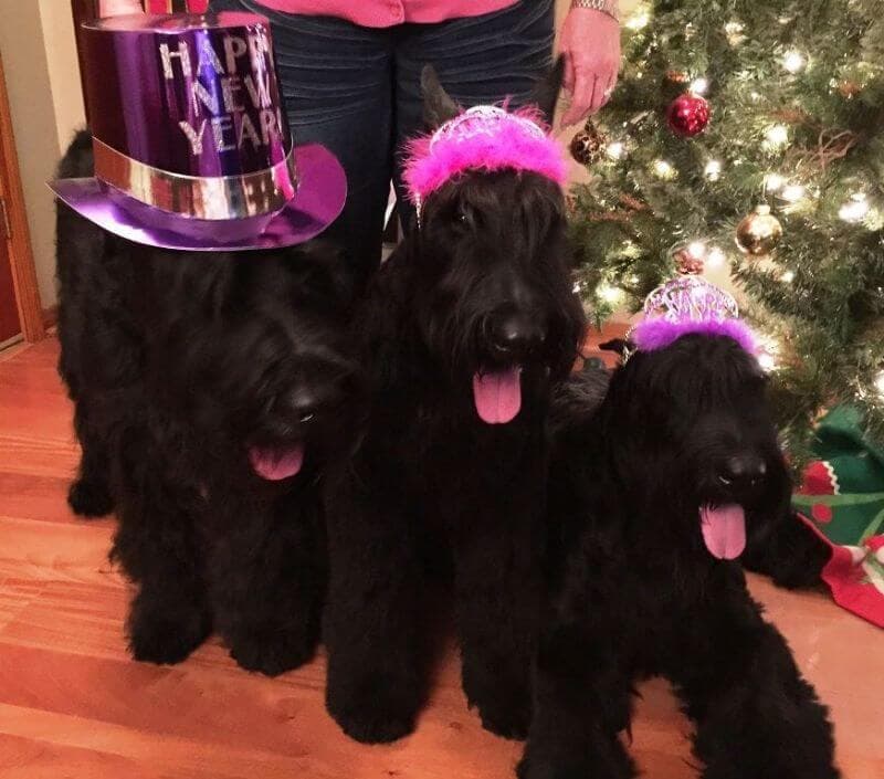 Giant Schnauzers Robing Henderson - SpiceRack Giant Schnauzers