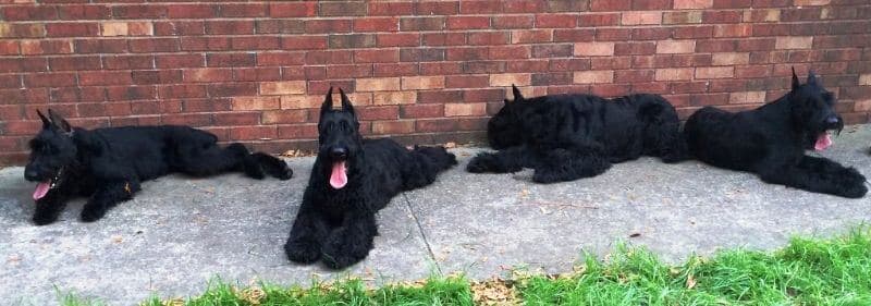 Giant Schnauzers 4 Dogs lying on a ground