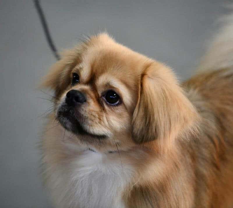 Tibetan Spaniel Head photo of a small dog