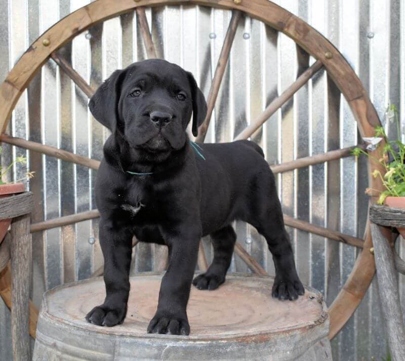 Cane Corso Puppy