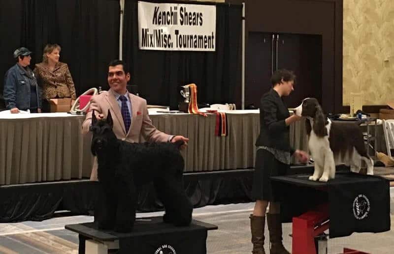 Giant Schnauzer Dog show