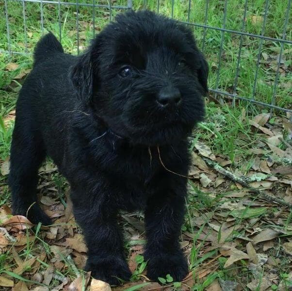 Giant Schnauzer puppy Puppy standing in the grass