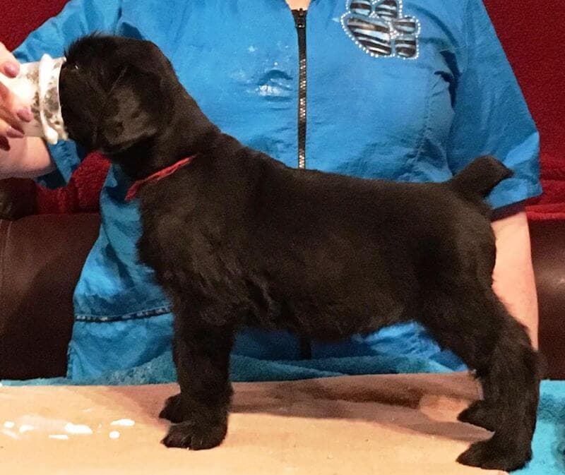 Giant Schnauzer puppy Robing Henderson - Giant Schnauzer puppy