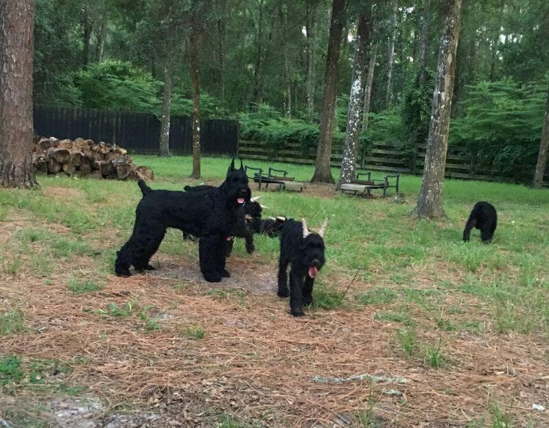 The SpiceRack Giant Schnauzers enjoying the nice evening outside in the yard