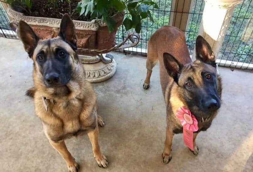 Broadcreek Belgian Malinois Kennels – Susan Legg