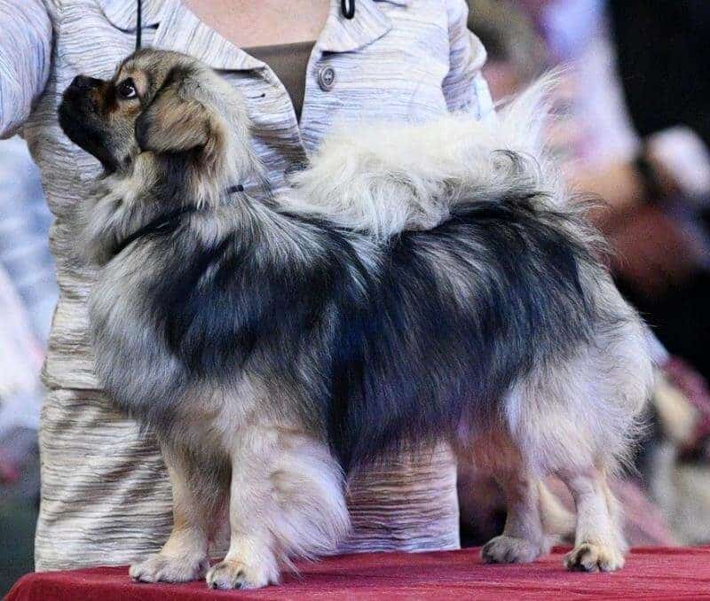Tibetan spaniel dog being examined on a table