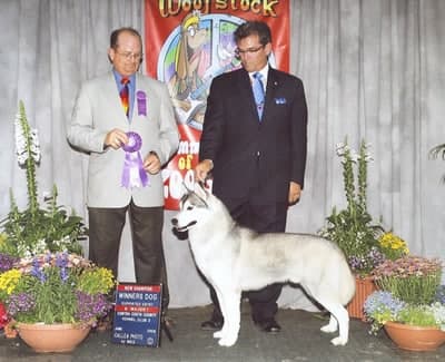 Donna Beckman | Mistral Siberian Huskies