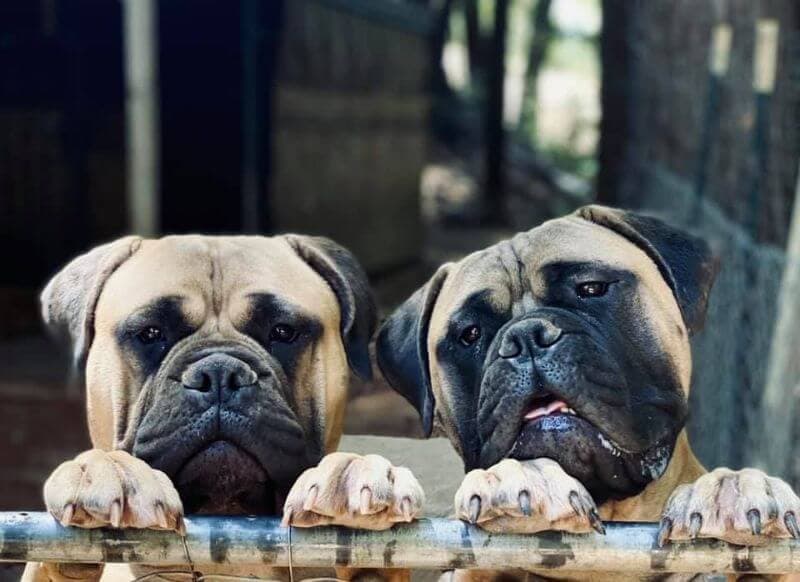 Bullmastiff Ridgetop Bullmastiffs