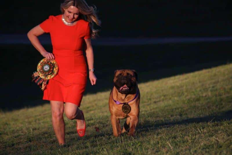Bullmastiff Olga Contant running with a dog, on grass