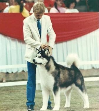 Vykon Alaskan Malamute "Sherman" Vykon Alaskan Malamute - MBIS MBISS AM/CAN CH Vykon Jarva’s True Colours ROM “Sherman”