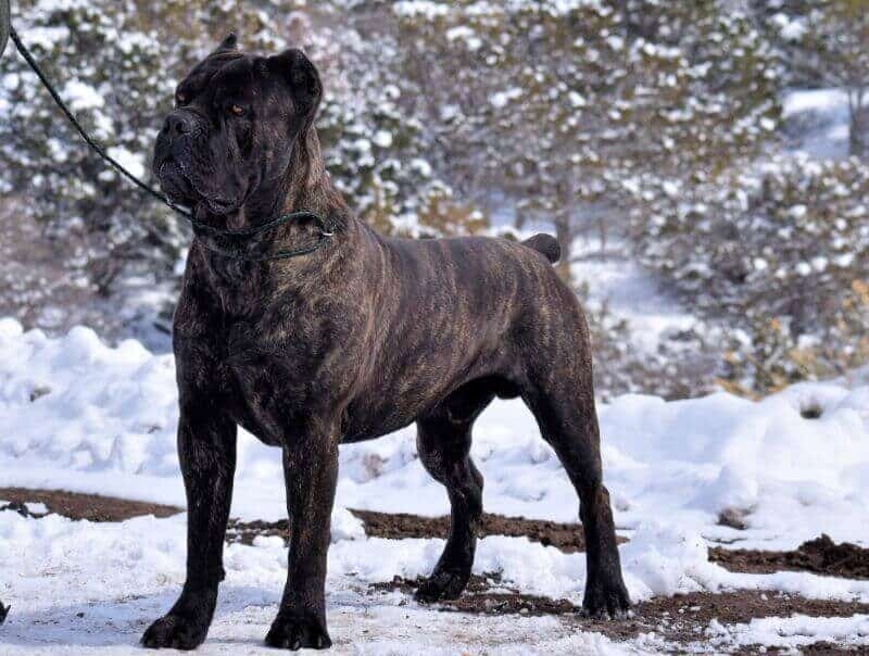 CastleGuard Cane Corsos | Shauna DeMoss