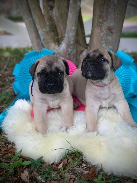 Bullmastiff Ridgetop Bullmastiff puppies