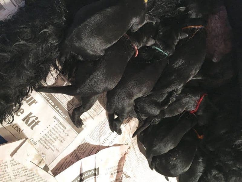Giant Schnauzer puppies Giant Schnauzer puppies