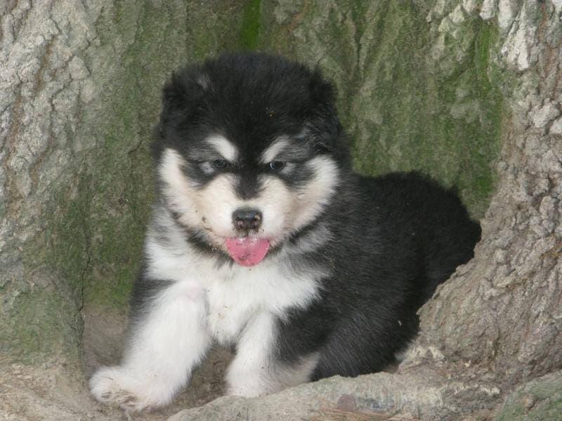 Alaskan Malamute Puppy Alaskan Malamute Puppy