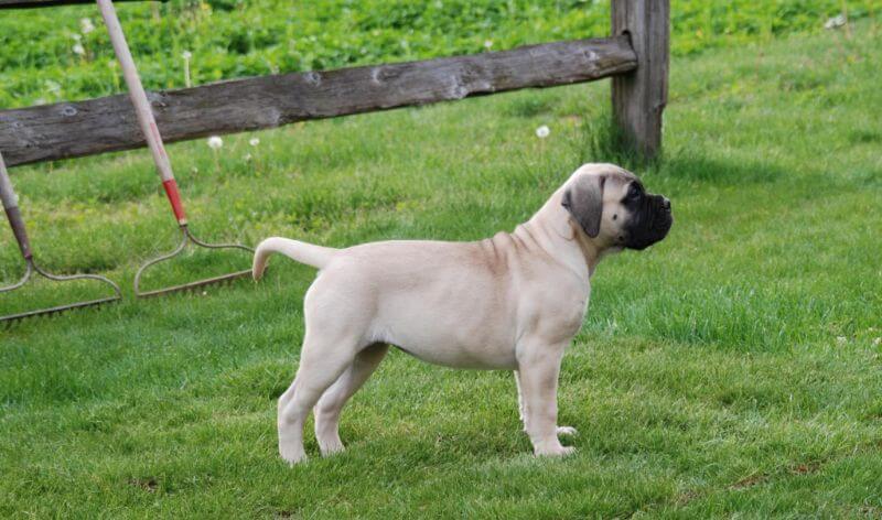 Affinity Bullmastiff Puppy - Carrie Lane