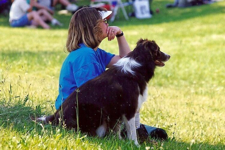 Border Collie