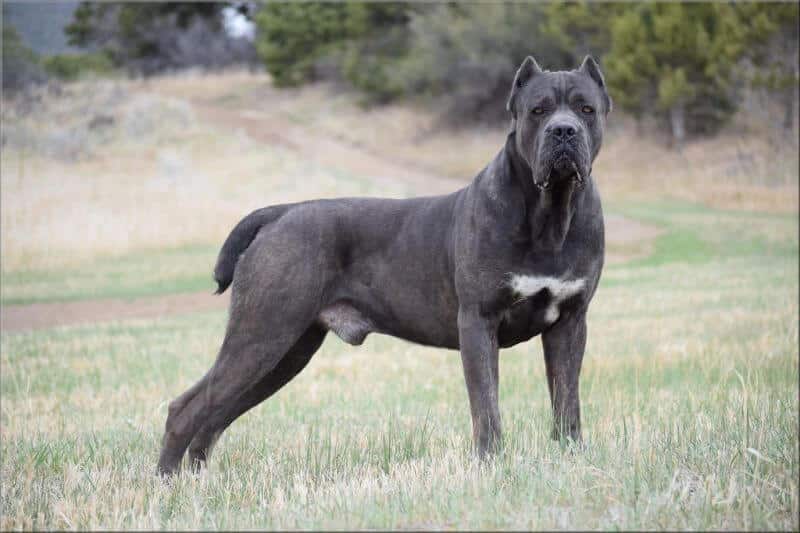Cane Corso CastleGuard Cane Corso