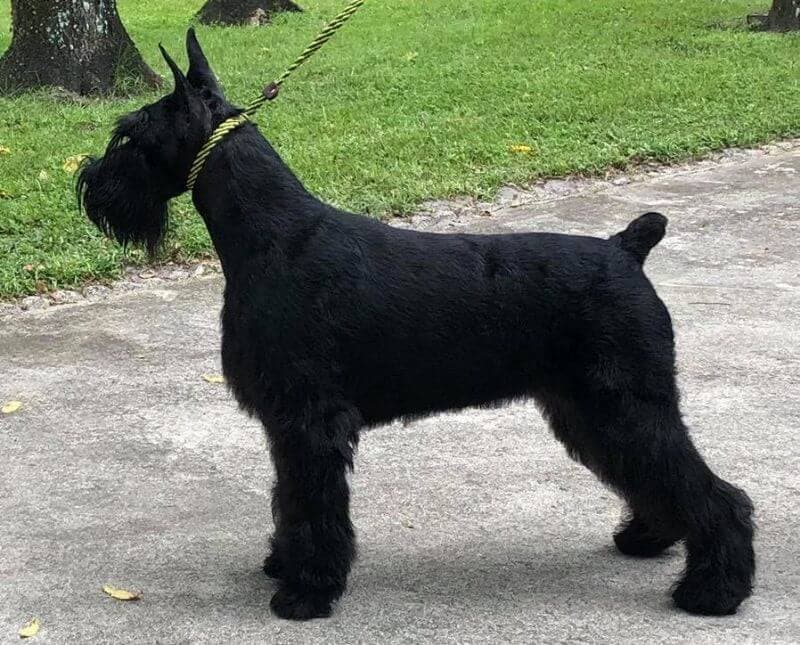 Giant Schnauzer SpiceRack Giant Schnauzer "Enya"