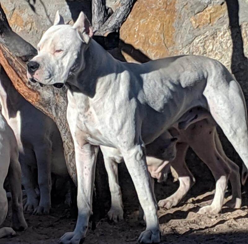 Del Caritas Dogo Argentino Dog Breed | Working Group BreederRichard Lee